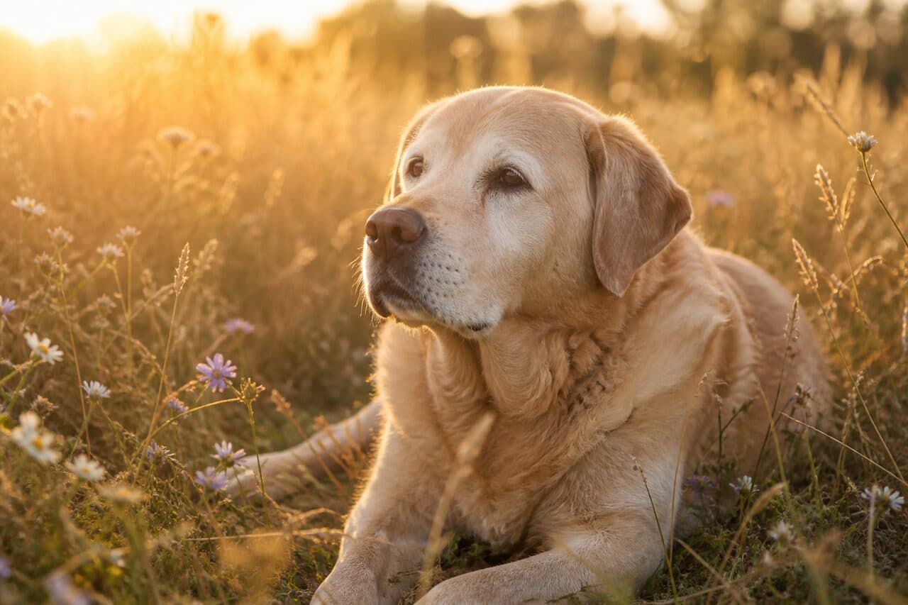 Luna resting peacefully in a golden meadow